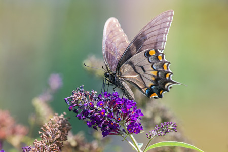 Eastern Tiger Swallowtail butterfly Papilio glaucus feeding on a flowers in Maryland during the Summerの写真素材