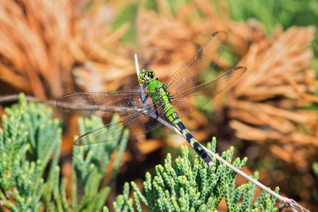 Eastern Pondhawk dragonfly Erythemis simplicicollis resting on a twig in Maryland during the Summerの写真素材