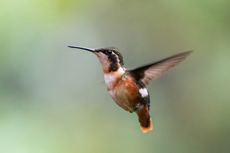 White-bellied Woodstar Chaetocercus mulsant hummingbird in Ecuador, South Americaの写真素材