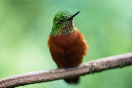 Chestnut-breasted Coronet Boissonneaua matthewsii hummingbird sleeping on a twig in Ecuador, South Americaの写真素材