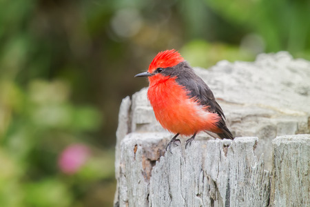Vermilion Flycatcher Pyrocephalus rubinus in Ecuador, South Americaの写真素材