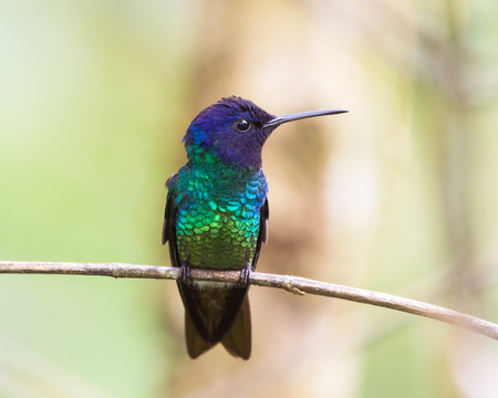 Golden-tailed Sapphire Chrysuronia oenone hummingbird in Ecuador, South Americaの写真素材