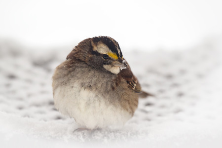 White-throated Sparrow Zonotrichia albicollis standing in the snow in Maryland during the Winterの写真素材