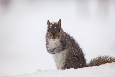 Eastern Gray Squirrel Sciurus carolinensis sitting in the snow in Maryland during the Winterの写真素材