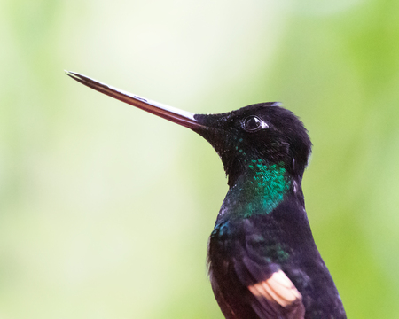 Buff-winged Starfrontlet Coeligena lutetiae hummingbird perched in dense and dark forest in Ecuador, South Americaの写真素材