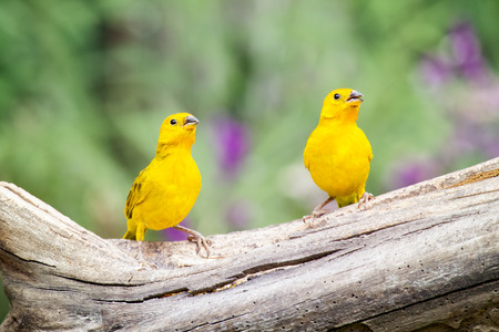 Saffron Finch Sicalis flaveola tanager perching on a log in Ecuador, South Americaの写真素材