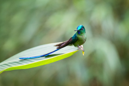 Long-tailed Sylph Aglaiocercus kingii hummingbird in Ecuador, South Americaの写真素材