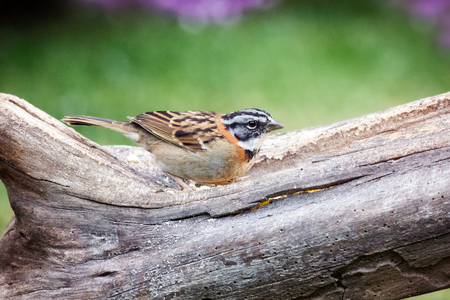 Rufous-collared Sparrow Zonotrichia capensis in Ecuador, South Americaの写真素材