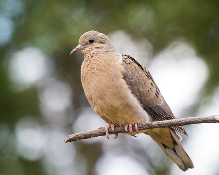 Eared Dove Zenaida auriculata perching on a branch in Ecuador, South Americaの写真素材