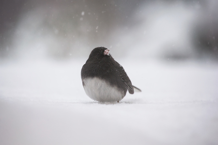 Dark-eyed Junco bird Junco hyemalis standing in the snow in Maryland during the Winterの写真素材