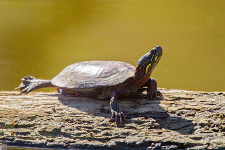 Painted Turtle Chrysemys picta basking in the sun on a log in Maryland during the Spring
