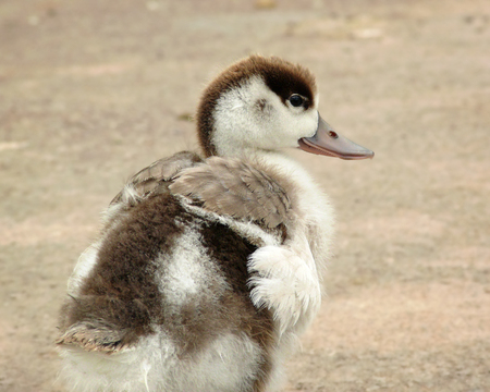 Common Shelduck Tadorna tadorna duckling standing in wetlandsの写真素材