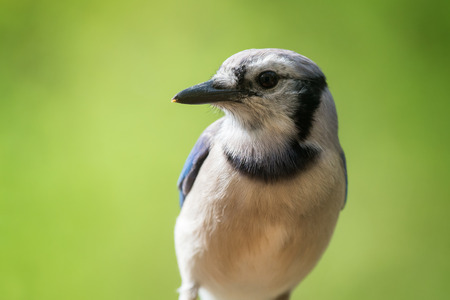 Blue Jay Cyanocitta cristata portrait taken in Maryland during the Springの写真素材