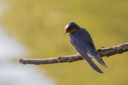 Barn Swallow Hirundo rustica perching on a twig in Maryland during the Springの写真素材
