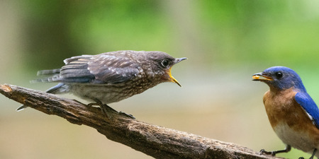 Eastern Bluebird Sialia sialis fledgling perching on a tree in Maryland during the Springの写真素材
