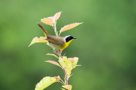 Common Yellowthroat bird Geothlypis trichas perching on a plant wetlands in Maryland during the Springの写真素材