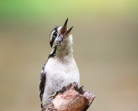 Downy Woodpecker Picoides pubescens perching on a tree during the Springの写真素材