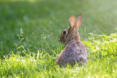 Eastern Cottontail rabbit Sylvilagus floridanus sitting in vegetation in Maryland during the Springの写真素材