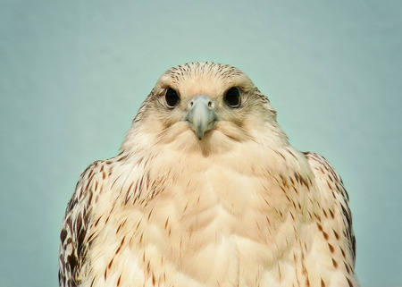 Detailed portrait of a Gyrfalcon Falco rusticolusの写真素材