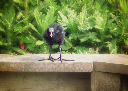 Common Moorhen Gallinula chloropus chick standing in wetlands in England during the Springの写真素材