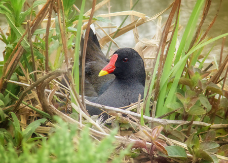Common Moorhen Gallinula chloropus sitting on her nest in wetlands in England during the Springの写真素材