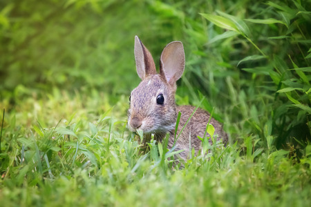 Young Eastern Cottontail rabbit Sylvilagus floridanus sitting in vegetation in Maryland during the Summerの写真素材