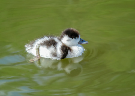 Common Shelduck Tadorna tadorna duckling swimming in wetlandsの写真素材