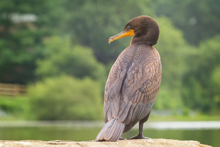 Double-crested cormorant Phalacrocorax auritus perching near a lake in Maryland during the Summer