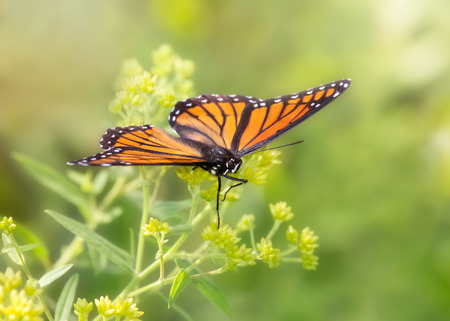 Viceroy butterfly Limenitis archippus butterfly resting on wildflowers and vegetation in Maryland...