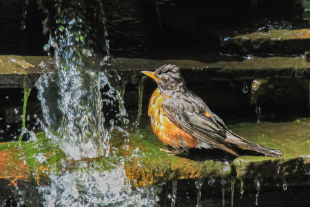 American Robin Turdus migratorius bathing in a pond in Maryland during the Summerの写真素材