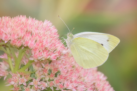 Cabbage White Pieris rapae butterfly feeding on wildflowers in Maryland during the Summerの写真素材