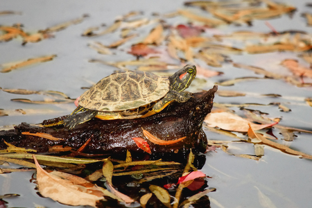 Red-eared Slider pond turtle Trachemys scripta elegans basking on a log in Maryland during the Fallの写真素材