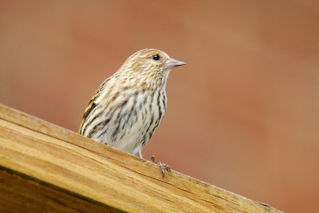 Pine Siskin Spinus pinus photographed in Maryland during the Autumn