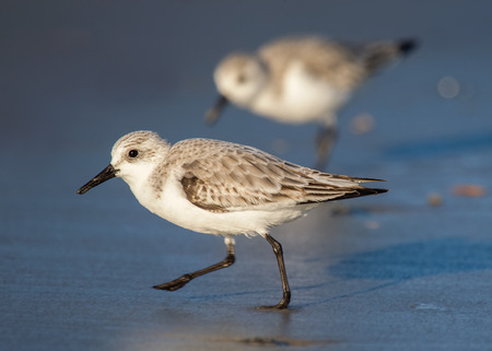 Sanderling Calidris alba foraging on the beach at Chincoteague National Wildlife Refuge during the Winterの写真素材