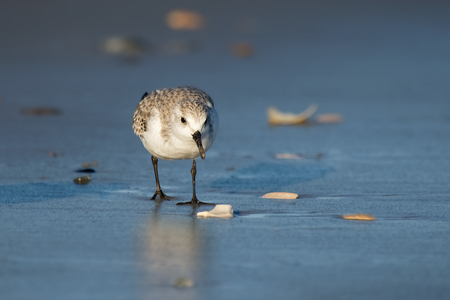 Sanderling Calidris alba foraging on the beach at Chincoteague National Wildlife Refuge during the Winterの写真素材