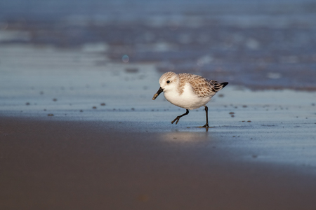 Sanderling Calidris alba foraging on the beach at Chincoteague National Wildlife Refuge during the Winterの写真素材