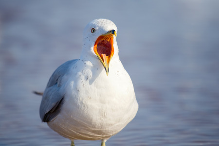 Ring-billed Gull Larus delawarensis vocalizing on a beach on Assateague Island during the Winter