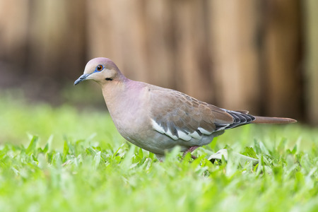 White-winged Dove Zenaida asiatica foraging in grass in Costa Ricaの写真素材
