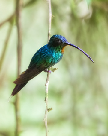 Green Hermit hummingbird Phaethornis guy perching on a twig in the forest in Costa Ricaの写真素材