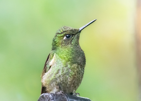 Buff-tailed Coronet Boissonneaua flavescens hummingbird in Ecuador, South Americaの写真素材