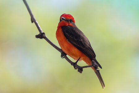 Vermilion Flycatcher Pyrocephalus rubinus perching on a twig in Tucson, Arizonaの写真素材