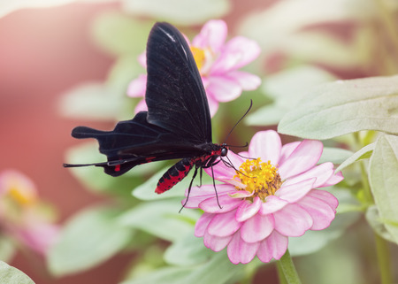 Pink Rose butterfly Pachliopta kotzebuea feeding on a pink flowerの写真素材