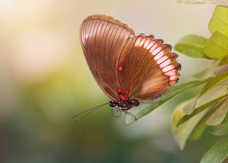 Red Rim butterfly Biblis hyperia perching on a leafの写真素材