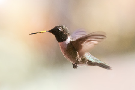 Black-chinned Hummingbird Archilochus alexandri flying in the forest in Arizonaの写真素材