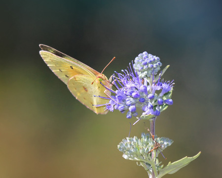 Orange Sulphur Colias eurytheme butterfly feeding on meadow wildlfowers in Maryland during the Fallの写真素材
