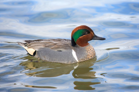 Green-winged Teal duck Anas crecca swimming on the Choptank River in Maryland during the Winter