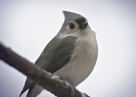 Tufted Titmouse Baeolophus bicolor perching on a twig during a snowstorm in the the Winterの写真素材