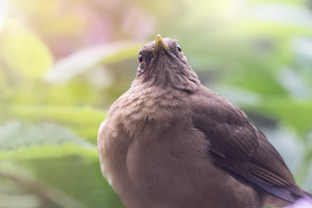 Clay-colored Thrush Turdus grayi portrait in San Jose, Costa Rica