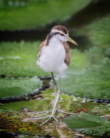 Northern Jacana Jacana spinosa chick standing on a lily pad in Costa Ricaの写真素材