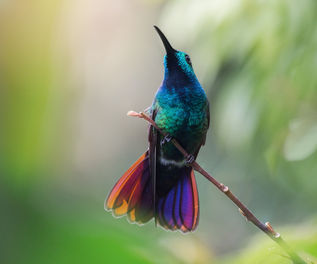 Green-breasted Mango hummingbird Anthracothorax prevostii perching on a twig in the forest in Costa Ricaの写真素材